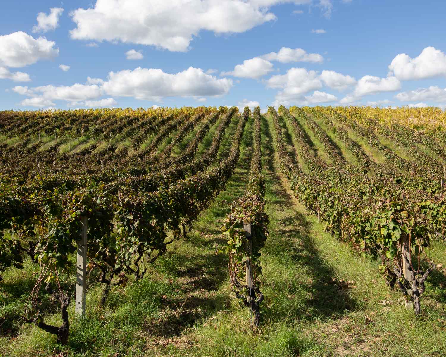 Vigna a Cirò Marina (KR) - Progetto SS106 lungo la costa Jonica - Filippo Armonio Fotografo