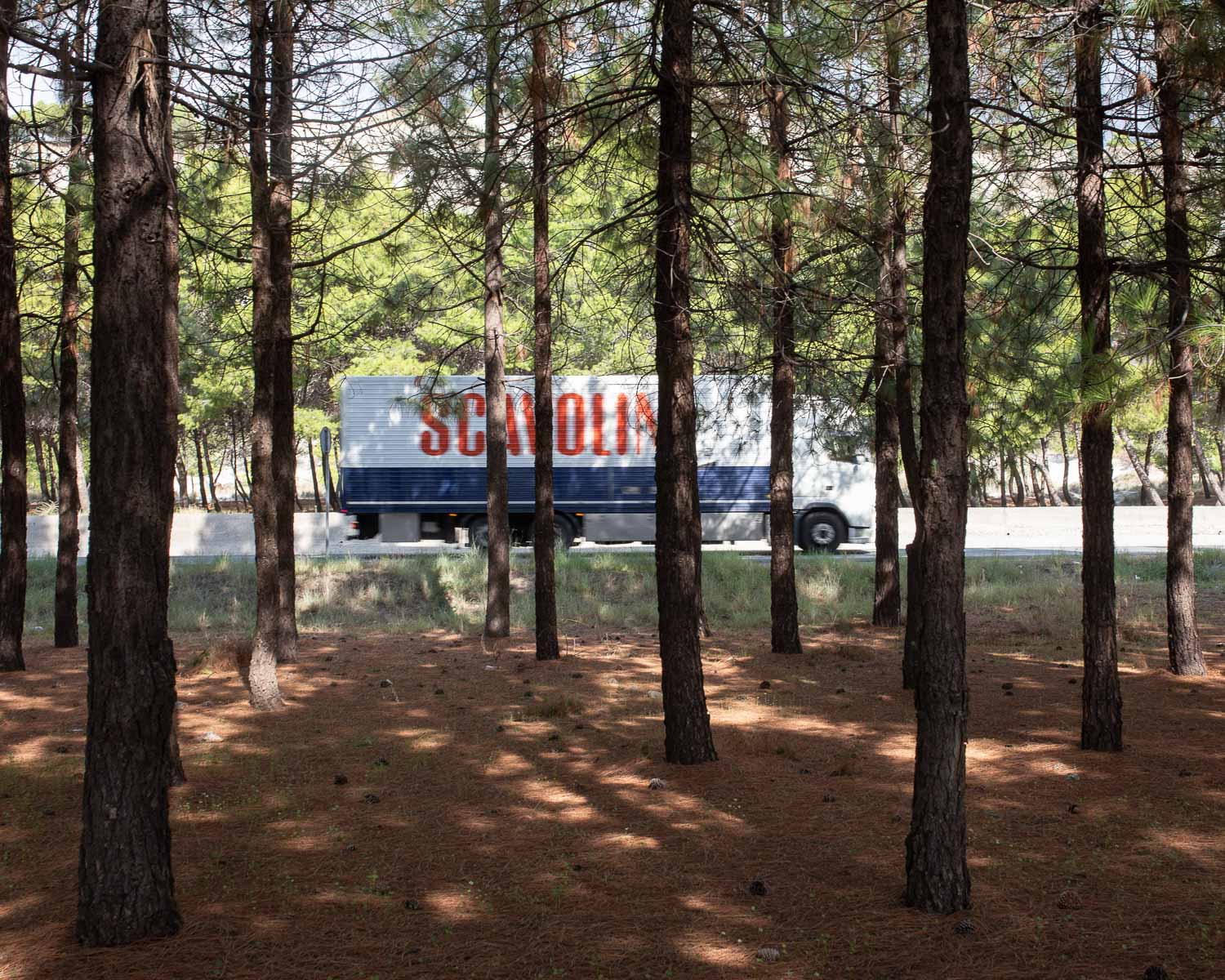 Pineta nei pressi di Palizzi Marina (RC) - Progetto SS106 lungo la costa Jonica - Filippo Armonio Fotografo